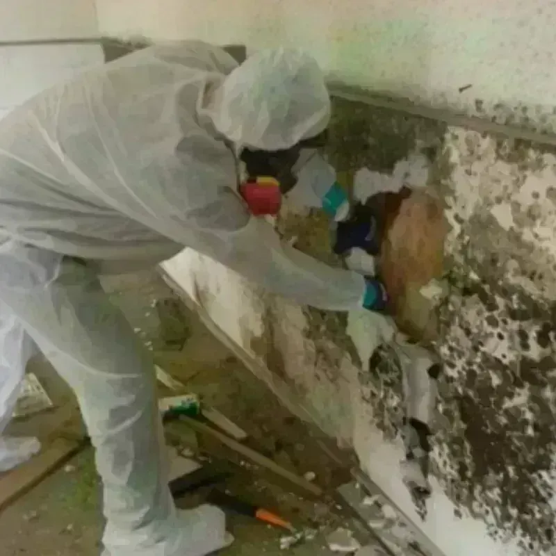 Mold Remediation and Removal in Tompkins County, NY